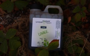 Lovage Boiliesoak - das Multitalent beim Karpfenangeln. Der natürliche Geruch und Geschmack von Maggikraut und Liebstöckel macht diesen Soak zur Fangmaschine.