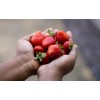 Natürliche Inhaltstoffe machen das Strawberry Dream Flavour hochattraktiv für Karpfen und sorgen für einen tollen Erbeergeschmack und -geruch im Boilie.