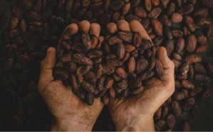 Schokolade und Kakao enthalten eine Vielzahl an für den Karpfen hochattraktiven Verbindungen. Unser Dark Chocolate Flavour ist wasserlöslich und für den Karpfen gut wahrnehmbar.