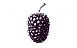 Mulberry Florentine Flavour für Boilies zum Karpfenangeln.
