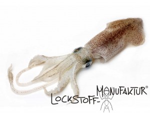 Squid und Tintenfisch als Flavour, Zutat für Boilie und als natürlicher Lockstoff für Karpfen.
