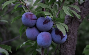 Das Plum Boilie Flavour enthält eine Vielzahl an für den Karpfen hochattraktiven Verbindungen, die den Boilie extrem fängig machen.