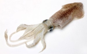 Squid Flavour für Boilies: dieses natürliche Flavour ist ganzjährig einsetzbar und lockt die Karpfen schnell an den Futterplatz.