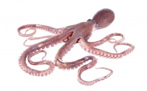 Squid & Octopus Flavour für Boilies - extrem fängiges Karpfen Flavour zum Angeln hier bestellen.