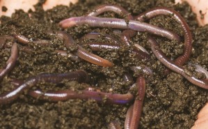 Würmer liebt jeder Karpfen. Unser Worm Flavour ist ein besonderes Wurm Flavour für Boilies, das aber auch bei Wettkämpfen und beim Match- und Feederangeln sehr erfolgreich eingesetzt wird.