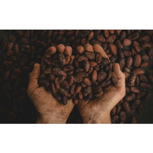 Schokolade und Kakao enthalten eine Vielzahl an für den Karpfen hochattraktiven Verbindungen. Unser Dark Chocolate Flavour ist wasserlöslich und für den Karpfen gut wahrnehmbar.