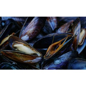 Das Mussel Flavour ist dank der Zusammensetzung aus hochattraktiven, für den Karpfen leicht wahrnehmbaren Verbindungen extrem fängig und verleiht Boilies, aber auch Grundfutter eine intensive Muschelnote.
