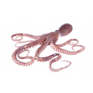 Squid und Octopus Flavour für Boilies - extrem fängiges Karpfen Flavour zum Angeln hier bestellen.