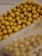 Dank der warmgelben, völlig natürlichen gelben Farbe sind die Scopex'ZYM Enzym Boilies perfekt für das Karpfenangeln im Frühjahr. Aber auch an den großen französischen Stauseen sind diese Enyzmboilies unschlagbar fängig.