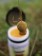 Unter Wasser quillt der Fermented Sweetcorn Bait Powder auf und bildet eine hochattraktive und aktive Gel-Schicht, welche die Attraktoren und Lockstoffe ans Wasser abgibt und so die Karpfen anlockt.