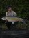 Ob als SIngle Hookbait, als kleiner Topper oder Snowman - die Fluo Pop Ups in washed out pink sind für Karpfen sehr attraktiv und extrem fängig.