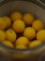 High Attract Pop Ups yellow: diese besonders fängigen Pop Up Boilies haben eine warme, nicht UV-aktive gelbe Farbe, welche für den Karpfen sehr gut wahrnehmbar ist.