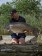 Gesunde Karpfen, die unbeschadet in ihr Element zurückkehren: die Propolis Carp Care Wundbehandlung hilft dabei, die Gesundheit der Fische zu erhalten.