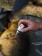 Die Propolis Carp Care Wundbehandlung sorgt dafür, dass die Hakeneinstichstelle, aber auch Kratzer, Schnitte und Geschwüre sicher abheilen können und dass der Karpfen optimal zurückgesetzt werden kann.