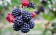 Das Blackberry Flavour enthält eine Vielzahl an natürlichen Fruchtestern und fängigen Verbindungen, die vom Karpfen gut wahrgenommen werden können.