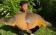 Das Enzymatic Fish Groundbait sorgt, dank der enzymatisch aufgeschlossenen Zutaten, für schnelle Bisse und dicke Karpfen. Und das zu jeder Jahreszeit!