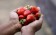 Natürliche Inhaltstoffe machen das Strawberry Dream Flavour hochattraktiv für Karpfen und sorgen für einen tollen Erbeergeschmack und -geruch im Boilie.