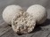 Weiße Boilies lassen sich mit unserem Colour White herstellen.
