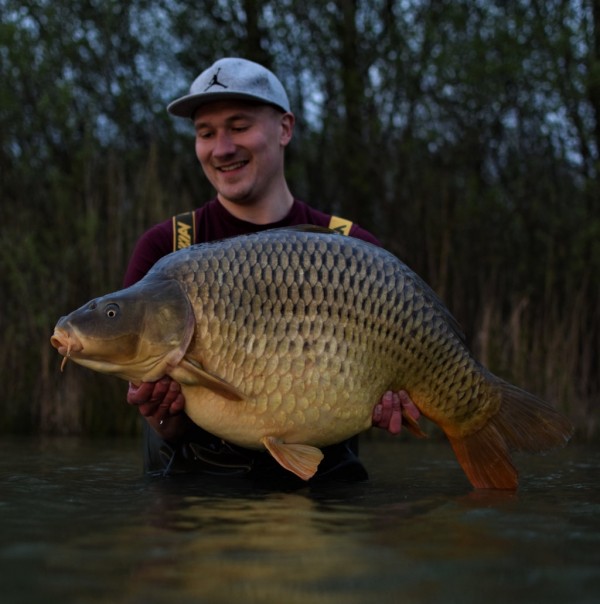 In zahlreichen Tests hat sich gezeigt, dass die Karpfen enzymbehandeltes Futter schneller und besser wahrnehmen als unbehandelte Boilies. Dieser schöne Schuppi beweist es...