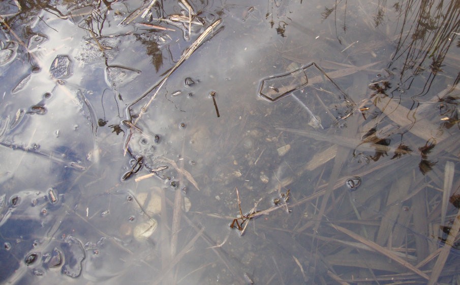 Karpfenangeln im Winter - Köderzusammensetzung