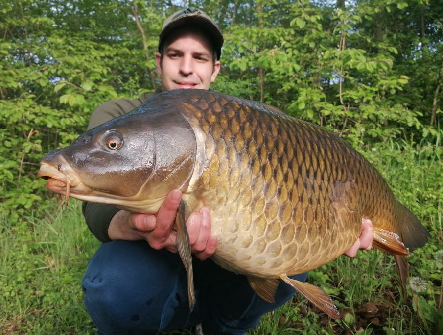 Ein schöner Schuppenkarpfen, der den mit unseren Lockstoffen verfeinerten Boilies nicht widerstehen konnte.