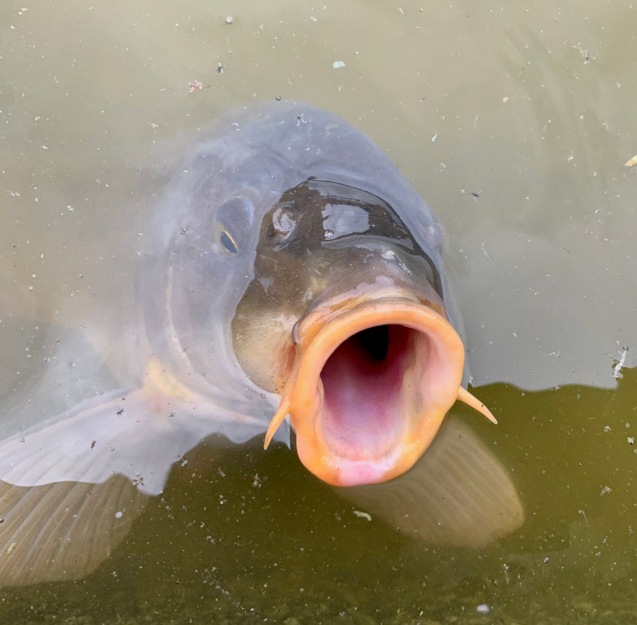 Richtig zubereitet sind Partikel sehr fängige Karpfenköder. Mit ein paar Tipps werden sie noch attraktiver.