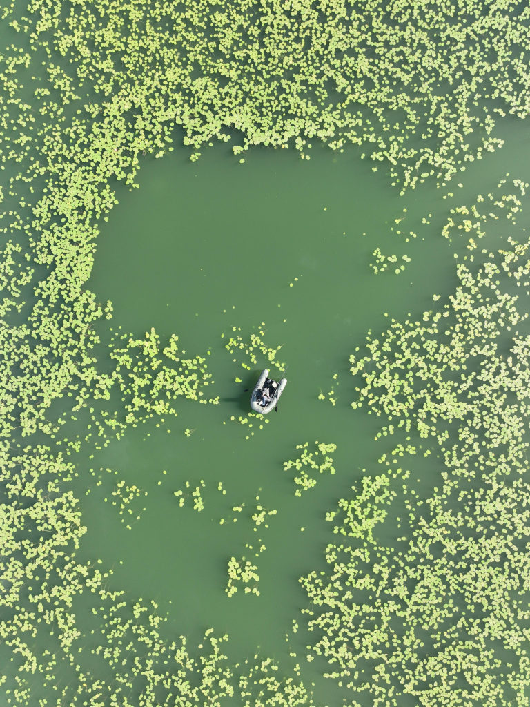 Auch unter schwierigen Bedinungen bringen Enzym Boilies besondere Karpfen an den Haken.