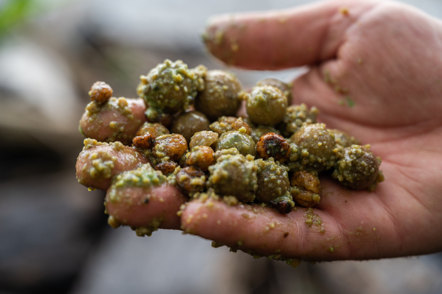 Boilies, Partikel und auch Hakenköder lassen sich mit Bait Smokes noch fängiger machen