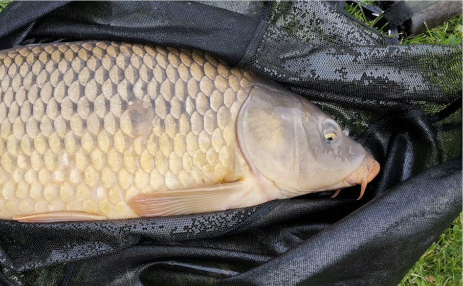 Nicht nur beim Karpfenangeln, sondern auch beim Friedfischangeln mit der Match- und Feederrute sorgen Enzyme für volle Kescher!