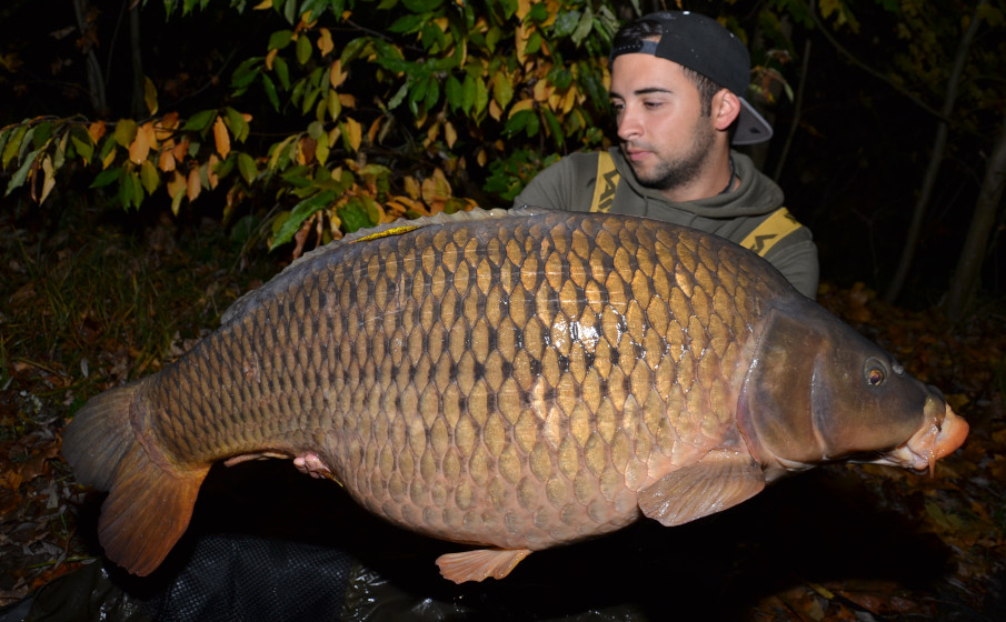 Boilies mit dem selbstgemachten vorverdauten, enzymatisch behandelten Fischmehl sind extrem attraktiv für Karpfen!