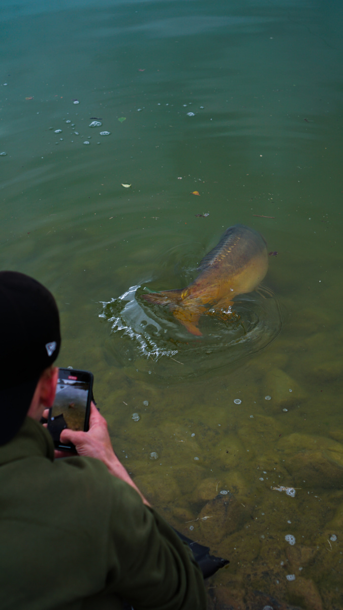 Catch and release - auch beim Karpfenangeln im Kanal Pflicht für viele Karpfenangler.