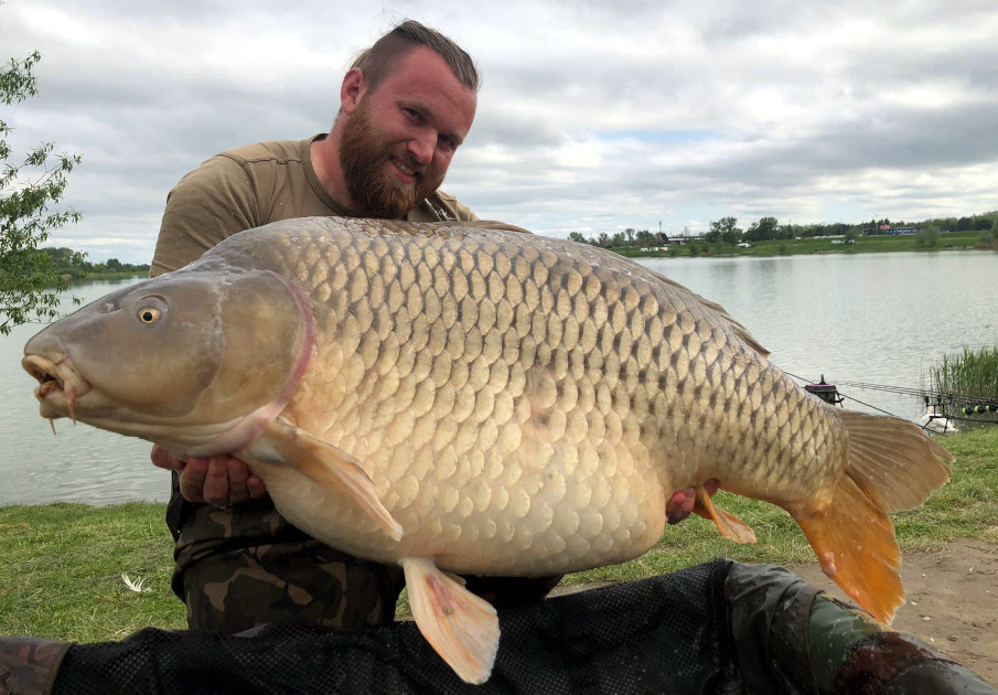 Karpfenangeln in Kroatien: am Ontario konnte Vedran diesen enormen, über 32 kg schweren Schuppenkarpfen fangen.