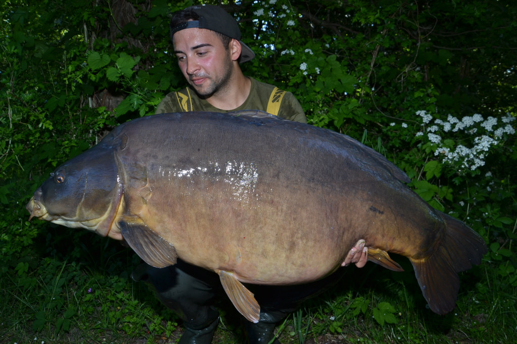Karpfenangeln mit Enzym Boilies - gerade die großen Karpfen lieben die enzymbehandelten Köder einfach...