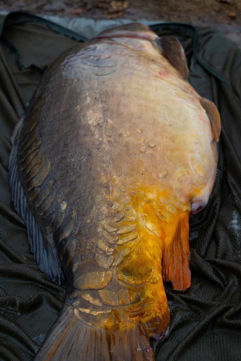 Ob instant oder auf dem Futterplatz: unsere Pop Ups fangen immer und überall Karpfen!