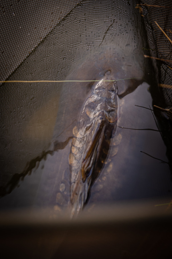 Karpfenangeln auf bestimmte Zielfische - Janik konnte einen bestimmten Spiegelkarpfen in einem kleinen Parksee landen.