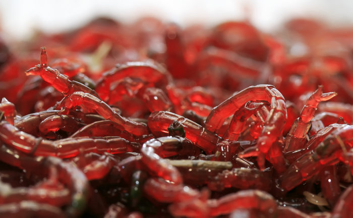 Die Lockstoffe und Attraktoren des Aquatic Food Boilie Soaks werden vom Boilie bis in den Kern aufgesogen.