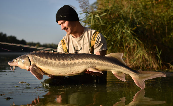 Asafoetida Flavour für Boilies - intensives, wasserlösliches Flavour für Karpfenköder.