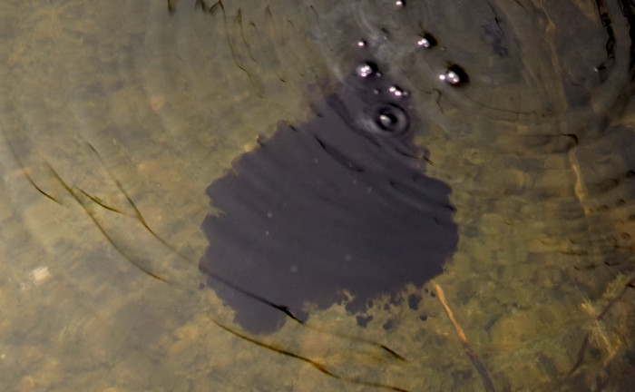 Eine tiefschwarze Wolke voller Attraktoren bildet sich beim Black Orange Liquid im Wasser.