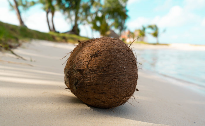 Coconut als Flavour für Boilies - lösliches Nussflavour für Karpfen.