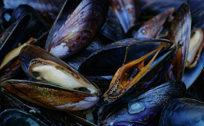 Mussel Flavour für Boilies - natürliches Mussel Boilie Flavour für Karpfen.