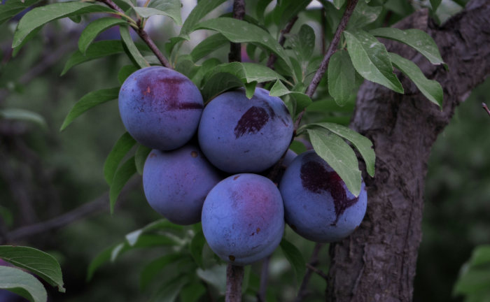 Plum Flavour für Boilies - intensives, wasserlösliches Boilieflavour für Karpfenköder.