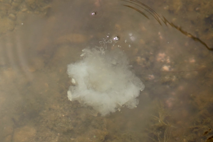 Im Wasser bildet das Tonka Liquid eine große Wolke voller Attraktoren, die den Karpfen zum Köder lockt.