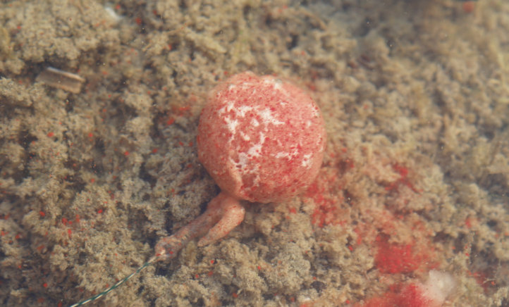 Jellyfish Powder Dip strong: lange Lockstoff-Abgabe an das Wasser lockt den Karpfen für viele Stunden zum Boilie.