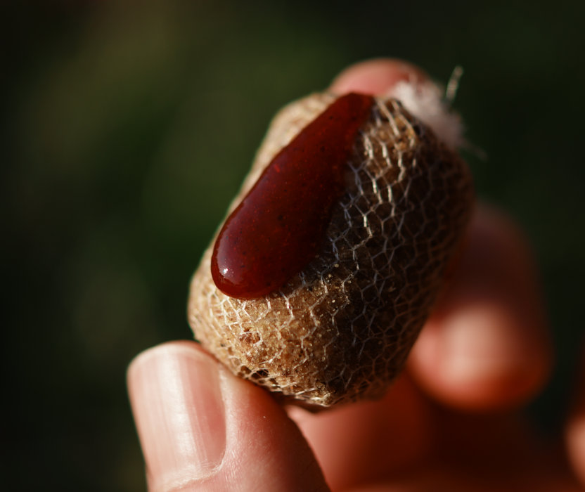 Bait Smokes als Lockstoff für Karpfen zur Behandlung von Boilies